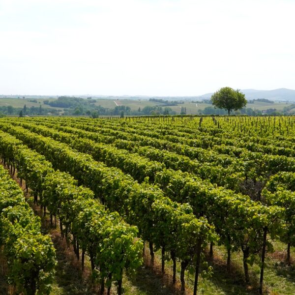 tour-privado-bodega-Emilio-Moro