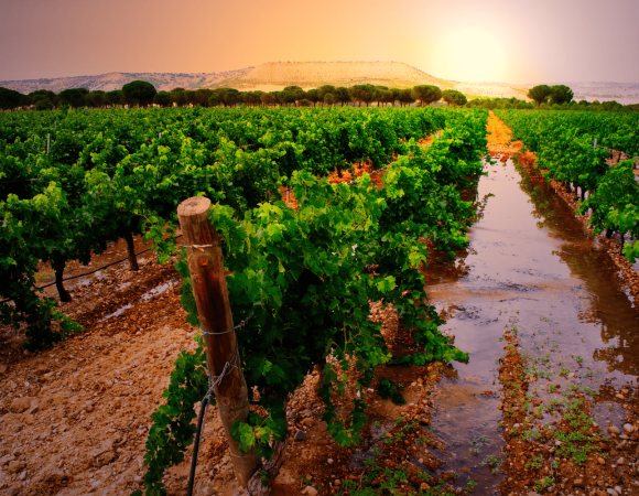 Tour Vinos y Naturaleza: Ribera del Duero y La Rioja desde Madrid