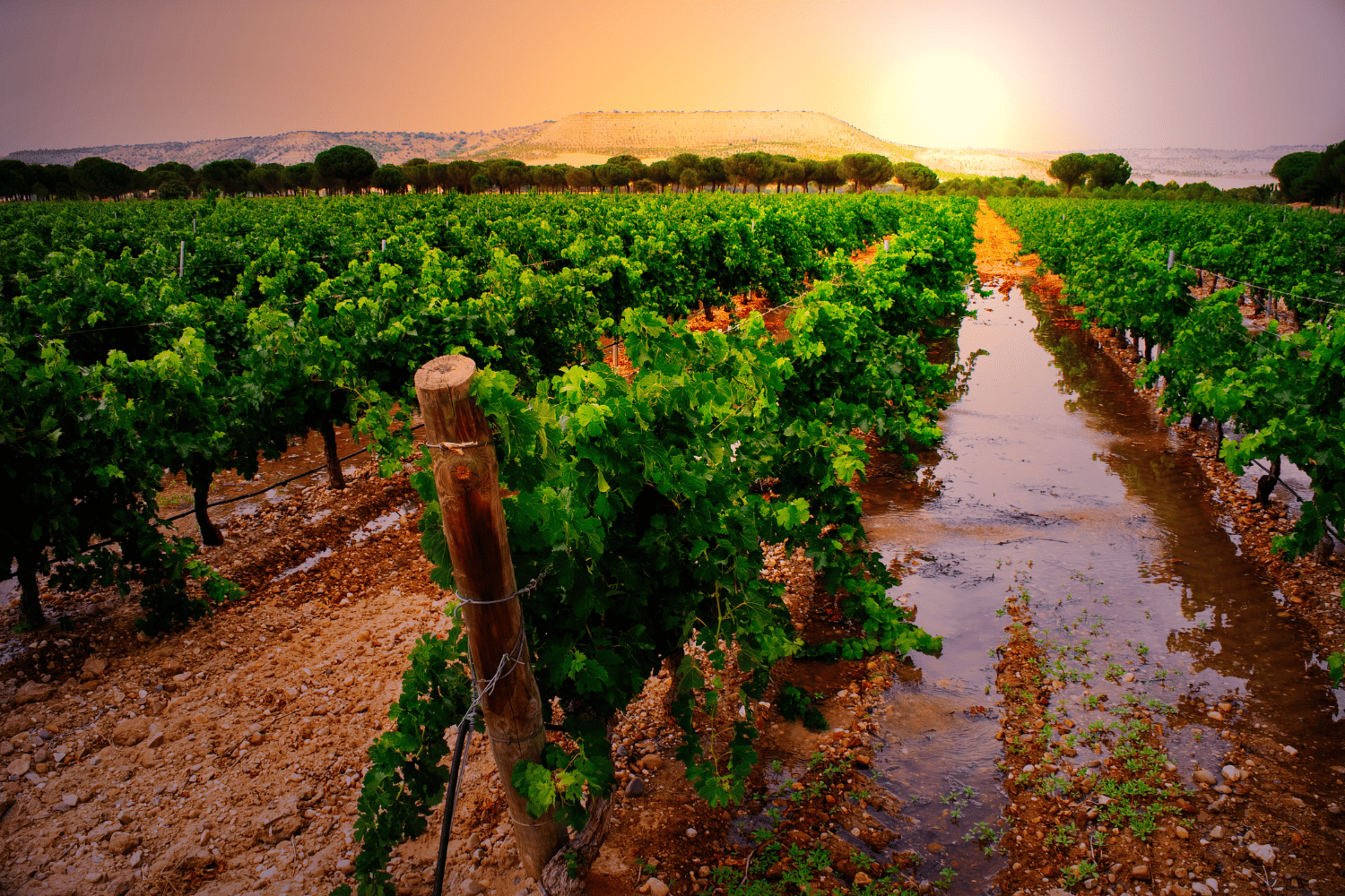Wine and Nature Tour: Ribera del Duero and La Rioja from Madrid